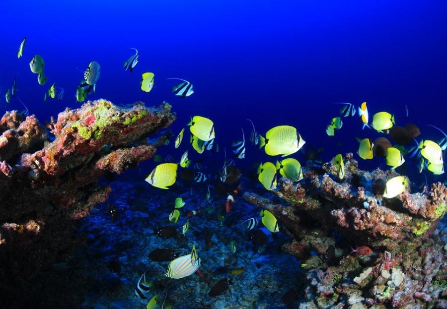 When to go to Sharm el Sheikh: location, climate and best time